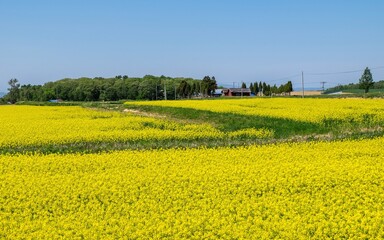 滝川市江部乙町の菜の花畑