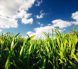 Obraz premium Close up green grass and white fluffy clouds in bright sunny day.