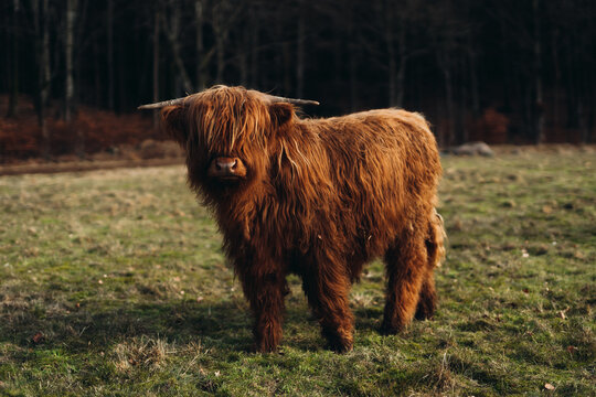 Highland cattle