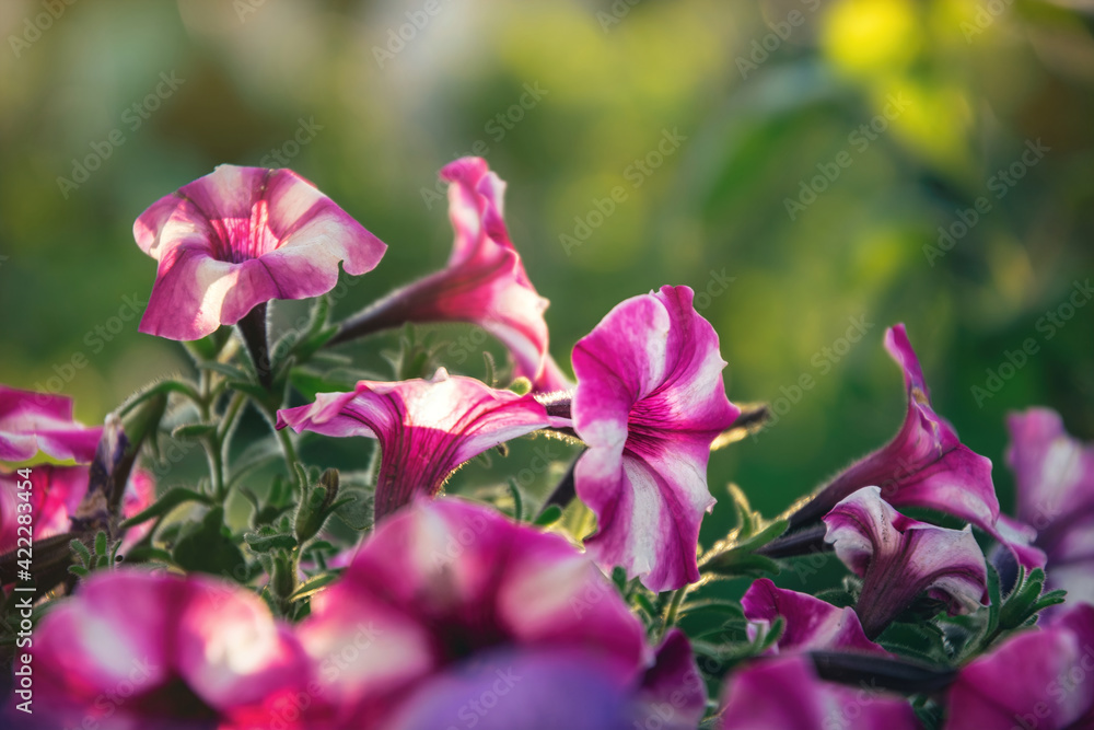 Sticker Pink blooming petunia in the spring morning sun