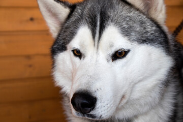 Portrait of The Dog breed Siberian Hasky close-up, sled dog of the Far East.