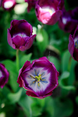 Purple tulips, closeup view