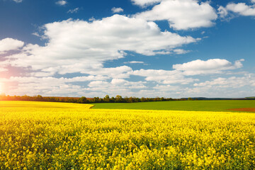 Obraz premium Yellow canola field and and fluffy white clouds on a sunny day. Picturesque rural area in springtime.