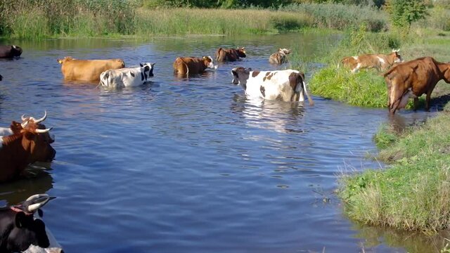 Cow herd having water treatment in Ukrainian river Merla at summer season