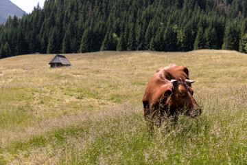 a cow grazing in a mountain meadow