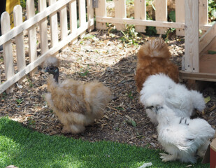 Chick Silkie Chicken fur is similar to a soft silk thread with a furry appearance, animal white and black