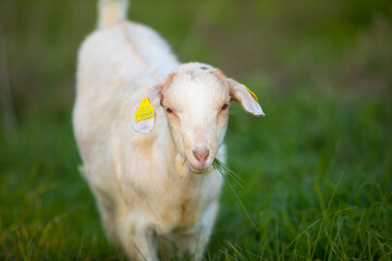 Naklejka na ściany i meble Joven cabra (cabrita) blanca pastando en la hierba verde de un prado primaveral