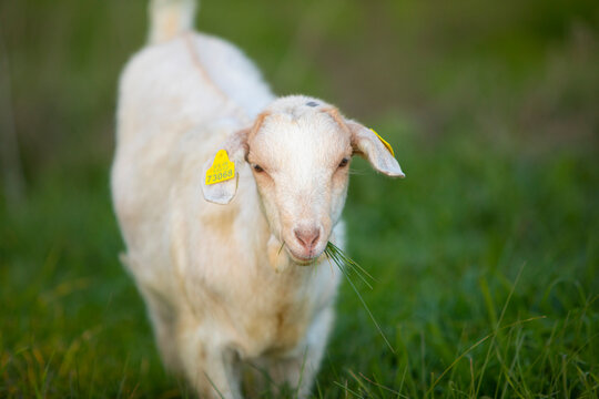 Joven cabra (cabrita) blanca pastando en la hierba verde de un prado primaveral