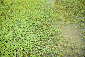 Morning glory plant growth on pond, morning glory vegetable water weed