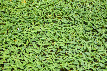 Morning glory plant growth on pond, morning glory vegetable water weed