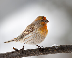 A house finch gives Wyoming a splash of color; Cheyenne, Wyoming