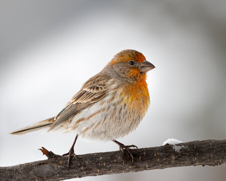 A house finch gives Wyoming a splash of color; Cheyenne, Wyoming