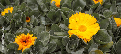 Spring summer gardening floral flower background banner panorama - Close up of beautiful yellow orange bloomingCalendula stellata Cav  in garden