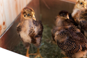 Küken Hühner