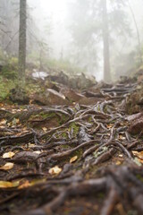 The roots of the trees wriggle on the ground like snakes