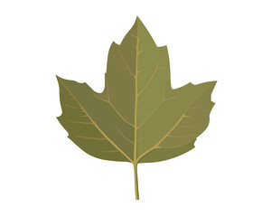 Autumn atypical green maple leaf on a white background. Isolated. Vector illustration eps 10