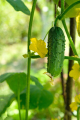 Young plant cucumber with yellow flowers in the garden. Home growing. Copy space. Vertical image.