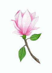 one single pink magnolia or tulip tree flower, botanical illustration in watercolor