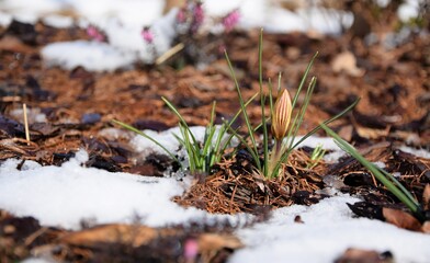 Yellow crocuses buds and erica flowers in background, snow melting in garden