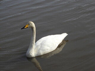 Obraz premium 白鳥・3月・秋田市