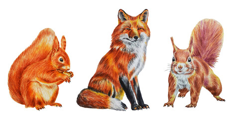 Set of animals: two squirrels and a fox. Watercolor Illustration. Template. Close up. Hand drawn.   © Mewlish art