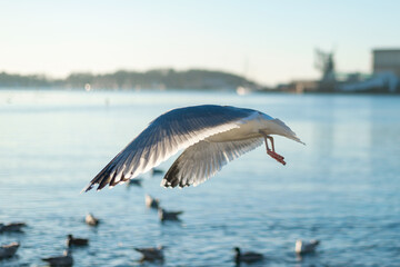 seagull flying in the sky