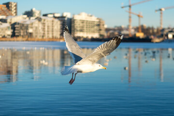 Fototapeta na wymiar seagull flying over the sea