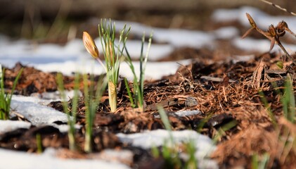Yellow crocuses and melting snow