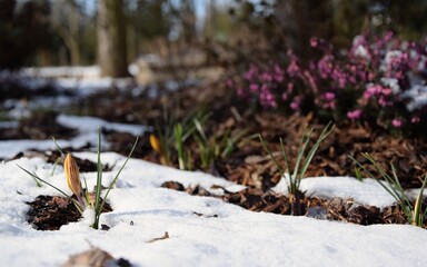 Early spring garden with melting snow, crocuses, erica, azalea