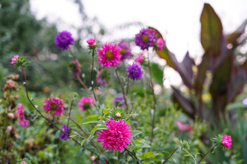 flowers in the garden