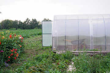 greenhouse with plants