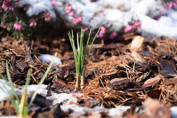 Crocuses leaves and buds, erica flowers in garden with snow melting