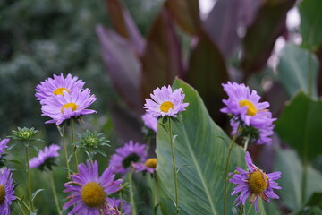 flowers in the garden