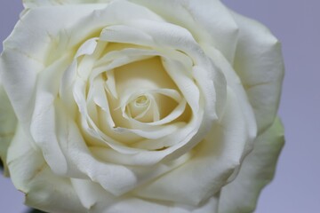 macro photography of a isolated white rose for background, studio shoot