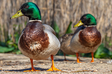 Pair of male mallard ducks enjoying some sunshine during sprintime