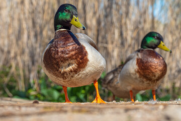 Pair of male mallard ducks enjoying some sunshine during sprintime