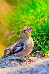 Hawfinch, Coccothraustes coccothraustes, Forest Pond, Mediterranean Forest, Castile and Leon, Spain, Europe
