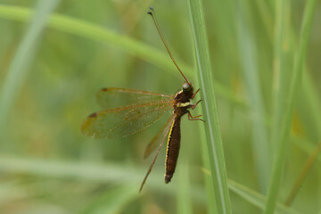 Dragonfly on nature place