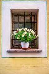 Pot with the flowers in the window