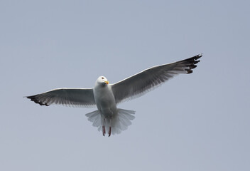 Seagull flying in the blue sky. Close-up.