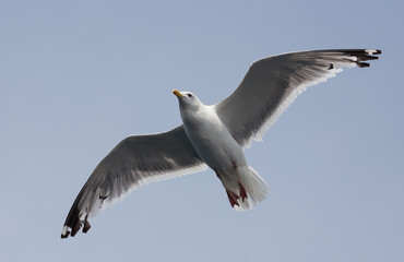 Seagull flying in the blue sky. Close-up.