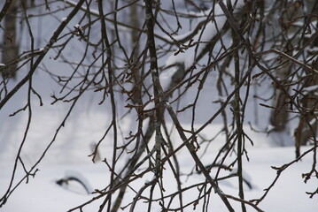 Branches of an apple tree without foliage and covered with snow. Winter nature The twisting thick and thin branches of the apple tree are partially covered with snow. There is snow all around on the g
