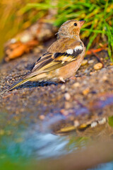 Chaffinch, Fringilla coelebs, Forest Pond, Mediterranean Forest, Castile and Leon, Spain, Europe