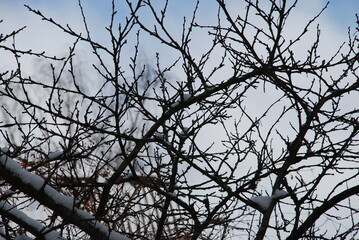 Thin twisting branches of a plum tree without leaves. Winter day against the background of a light blue sky with clouds crosshairs of many thin branches of a plum tree.