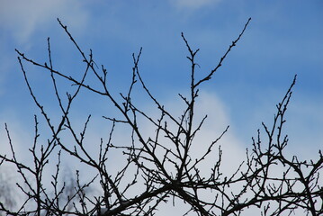 Thin twisting branches of a plum tree without leaves. Winter day against the background of a light blue sky with clouds crosshairs of many thin branches of a plum tree.