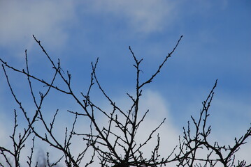 Thin twisting branches of a plum tree without leaves. Winter day against the background of a light blue sky with clouds crosshairs of many thin branches of a plum tree.