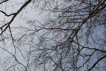 Thin twisting branches of a plum tree without leaves. Winter day against the background of a light blue sky with clouds crosshairs of many thin branches of a plum tree.