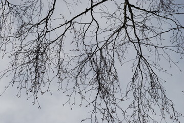 Thin twisting branches of a birch tree without leaves. Winter day against the background of a light blue sky with clouds crosshairs of many thin branches of a birch tree.