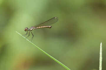 Dragonfly on nature place