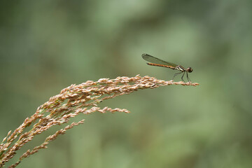 Dragonfly on nature place